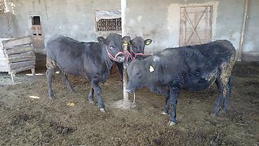 Коровы, быки: Продаю | Бык (самец) | На откорм | Привязанные — 1