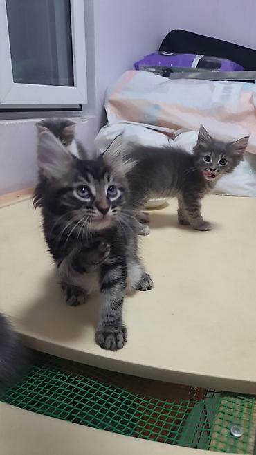 pişik cüt: ПАПА - МЕЙНКУН,МАМА-ШОТЛАНДКА. КОТЯТАМ 1,5 МЕСЯЦА. ХОДЯТ В ЛОТОК,ЕДЯТ — 1