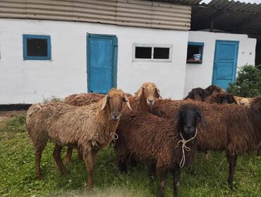 рамановские овцы: Продаю | Овца (самка), Ягненок, Баран (самец) | Арашан | Для разведения