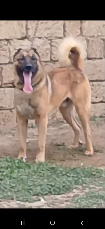 pomeranian itleri qiymeti: Kanqal, 1 il, Erkek, Peyvəndli, Rayonlara çatdırılma