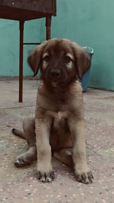 itlerin satiwi: 3 ay