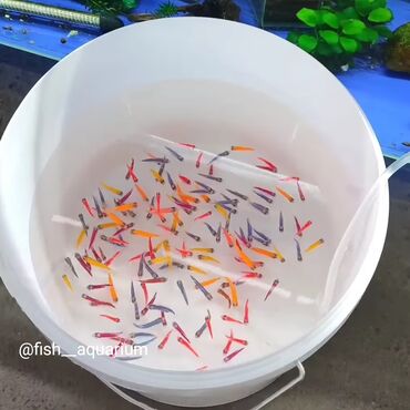 аквариум купить в бишкеке: Более 40 видов рыб для аквариума. Технеция в том числе