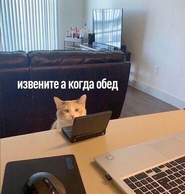 собака терьер: Ит кууту: Эркек, 2 жаш, Эмделген