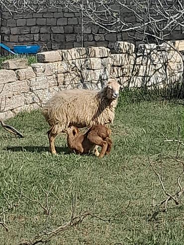 Mal-qara: Salam südlü qoyundu balasi erkekdi — 4