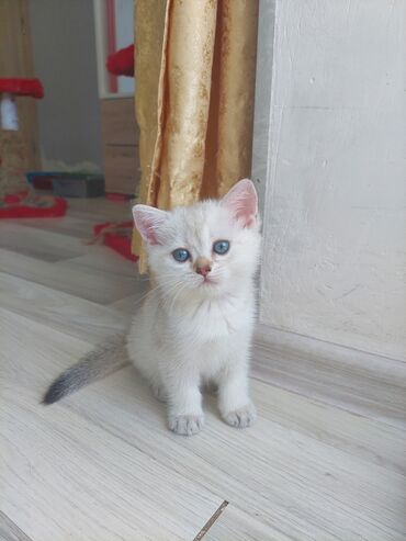 sinsila pisik: Шотландский котёнок окраса колор поинт шиншилла. Осталась 1 девочка