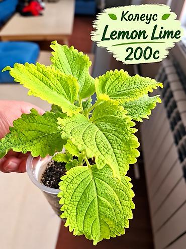 Колеусы (Coleus) — декоративно-лиственные комнатные растения с яркой
