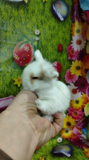 Dovşanlar: Karlik dovsan lar var satisda Vatsapda aktivdi Dovsan ayit Qefes de — 4