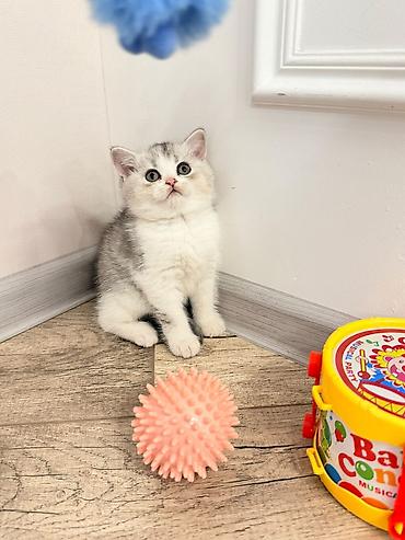 chi su: Шотландские вислоухие котята (скоттиш-фолд) серебристая шиншилла с — 4