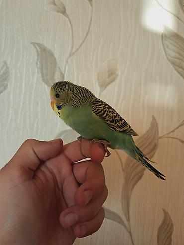 pidbul balası: Tam saglam el quşudu baladı öyredmek üçün tam rahatdır — 3