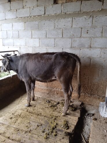 куры бойцовые: Сатам | Кунаажын | Бордоп семиртүү үчүн