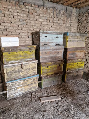 дамкрат б у: Продаю улья 11 ящиков,б/у, 1шт 3000с Бал челек сатылат 11ящик
