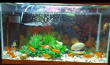 quppi baliqlari: Dördbucaq akvarium, Balıqlarla birlikdə, 160 l, Pulsuz çatdırılma — 2