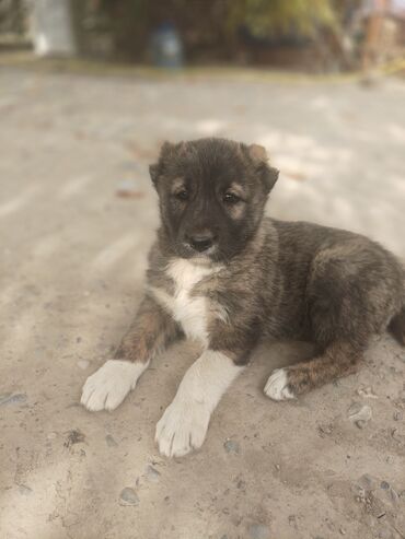 купить домик для кошки недорого: Продаю щенков Алабая (сучки), 1.5 месяца, сделана первая прививка