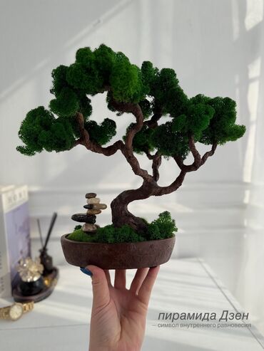 Декоративные цветы: В переводе с японского Бонсай означает «дерево, выращенное в блюде» at lalafo.kg — 35 Декоративные цветы: В переводе с японского Бонсай означает «дерево, выращенное в блюде» — 35