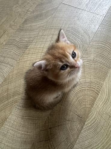 Кошки: Британская, Самец, Самка — 4