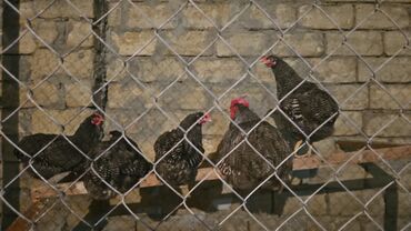 İtlər: Təmiz qan Barred rock yumurtasi və cücəsi satışdadır. yumurta 4 cücə
