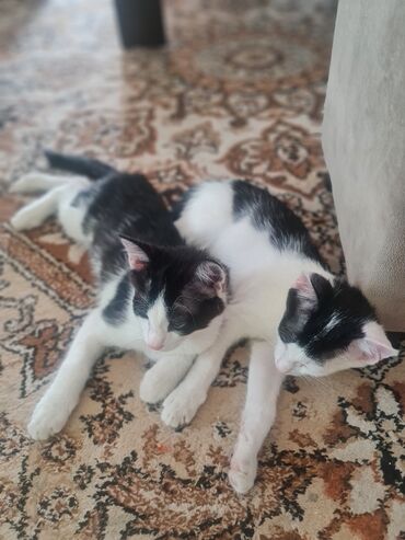 новорожденный котенок: 3 айлык, Эркек