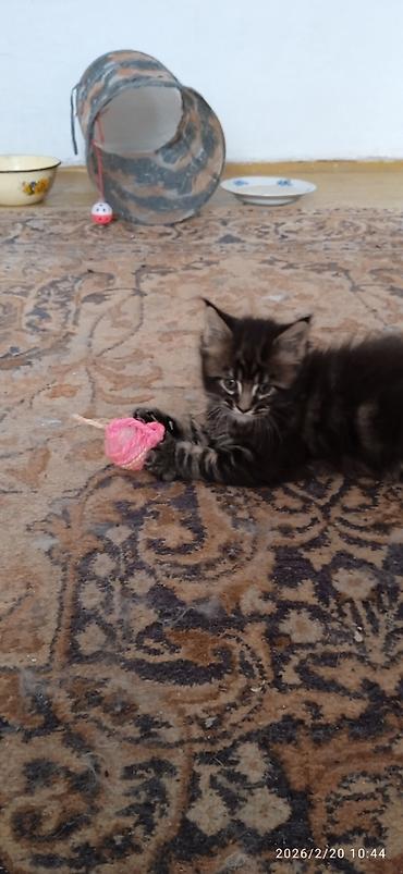 Продажа кошек: Мейн-Кун!!! Тигрёнок 🥰. Продается Шикарный, чистокровный котик от — 4