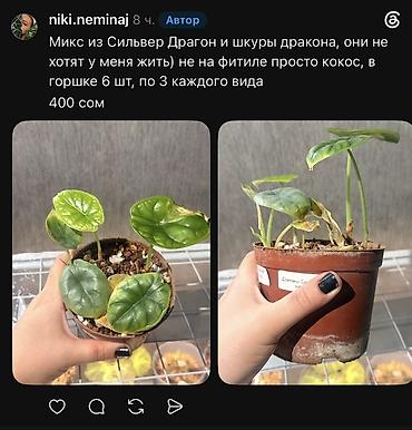 Фикусы: Внимание, освобождаю полки. Фикусы, сингониумы, Филодендроны детки — 33