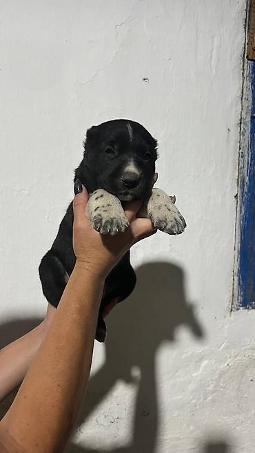 Продажа собак: Алабай, 1 месяц, Самец — 4