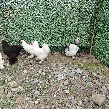 bala pişik ucuz: Toyuq, Brama, Damazlıq — 4