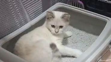 siyan pişiyi: Sontlan ev pisiyi sahiblendirilir.gozleri mavidi.mehriban oynayan — 2