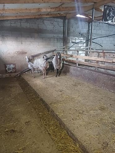 Баран, овца: Продаю | Овца (самка) | Арашан | Для разведения at lalafo.kg — 8 Баран, овца: Продаю | Овца (самка) | Арашан | Для разведения — 8