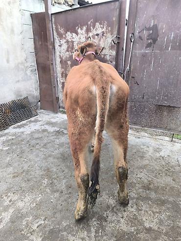 Коровы, быки: Продаю | Тёлка | Для разведения | Привязанные — 8