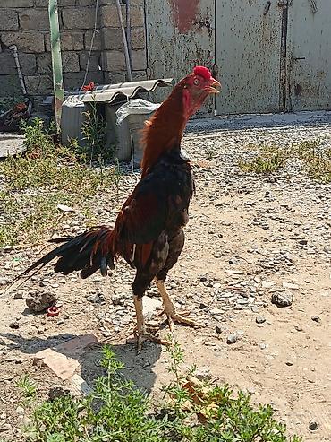 rotweiller: 11 Aylıq becədi tayına heyvan gətirib yoxlaya bilərsiz qiymətdə — 1