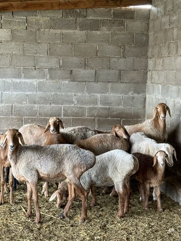 рамановские овцы: Продаю | Овца (самка) | Арашан | Для разведения | Матка, Ярка