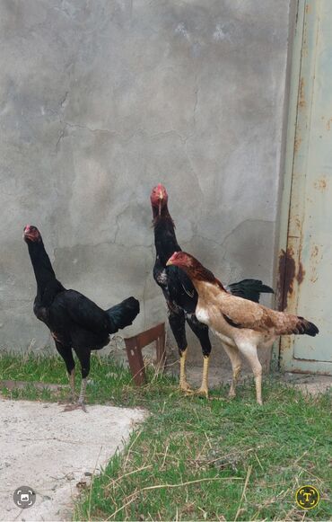 Коровы, быки: Курица, Для разведения