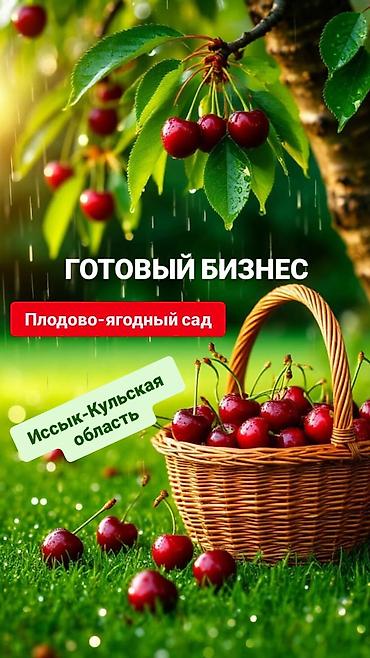 груш: 343 соток, Для бизнеса — 1