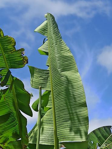 Ağaclar: Banan ağacı satışı - Növ: Tropik banan ağacı (Musa spp.) - İstilik — 2