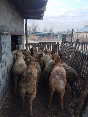 продаю тай: Продаю | Овца (самка) | Арашан, Гиссарская | Для разведения | Матка