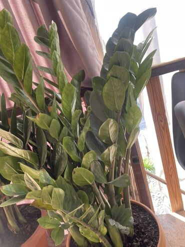 куплю цветы домашние: Замиокулькас (ZZ plant) в горшке - Крупное, густое растение с