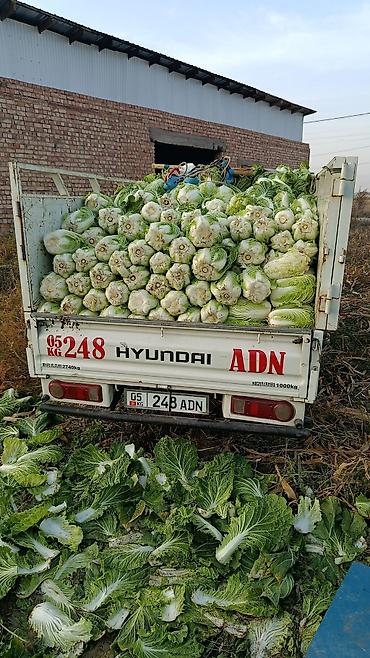 Легкий грузовой транспорт: Легкий грузовик, Hyundai, Стандарт, 3 т — 4