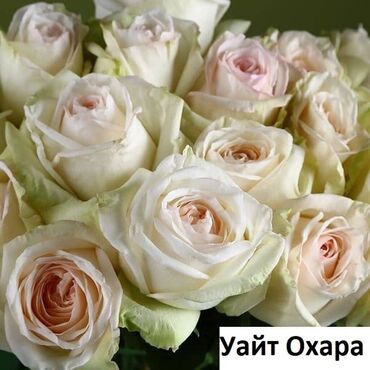 Садовые цветы и кустарники: Саженцы цветка: Розы, Самовывоз, Бесплатная доставка — 29