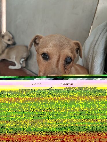 Отдам даром собаку: Щенки метисы, короткошёрстные, среднего предполагаемого размера. Окрас — 11