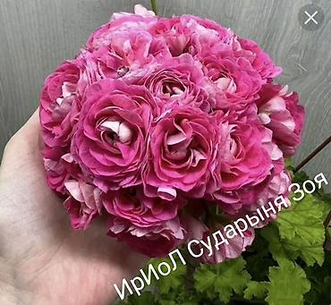 цветок чёрный принц: Продаю Пеларгонии сортовые розебудные, зональные, ампельные — 9