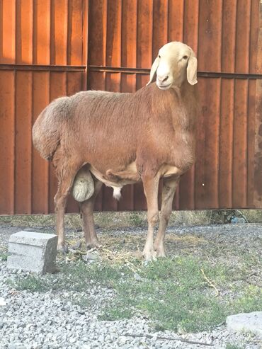 Бараны, овцы: Продаю | Баран (самец) | Арашан | Для разведения | Племенные