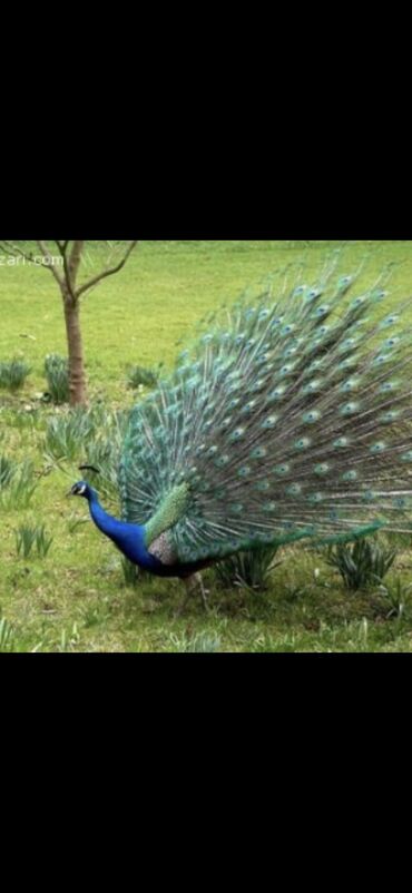 пекинес цена в баку: Tovuzquşu balasi tam saglam təbbi şəraitdə böyuyblər bakiyada