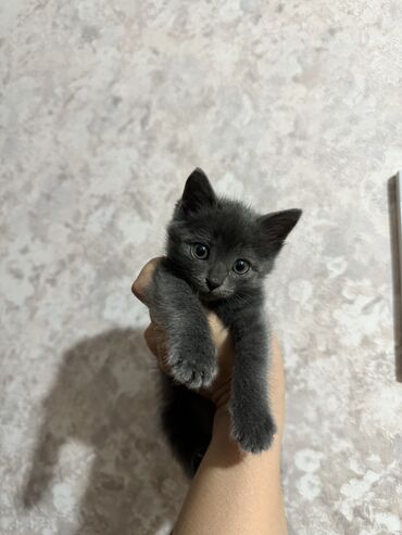 лоток для котят: Отдаю в самые добрые и ответственные руки котёнка 🙏🏻 девочка 1,5 мес