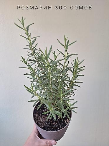 ремонт аквариума: 🌿 Комнатные растения/цветы (детки/молодые растения). 🪴 Названия и цены — 7