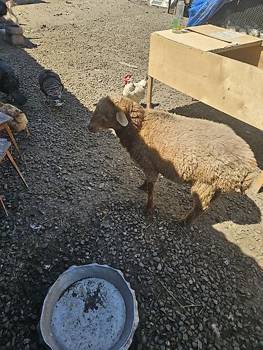 ucuz heyvanlar: Salamlar ALLAH qurbanlarnızî qebul etsin qurbanlıq ve damazlîq quzular — 1