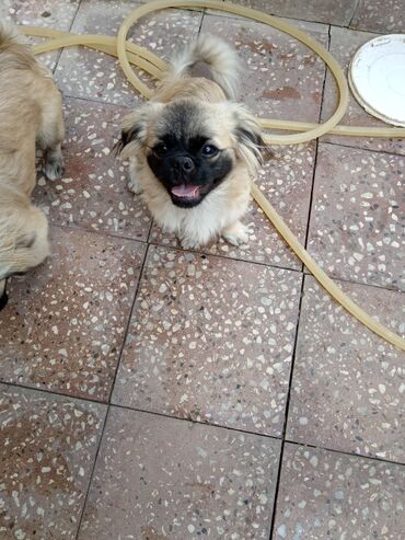 tap az itlerin satisi: Pekines, 5 ay, Erkek, Ödənişli çatdırılma, Ünvandan götürmə