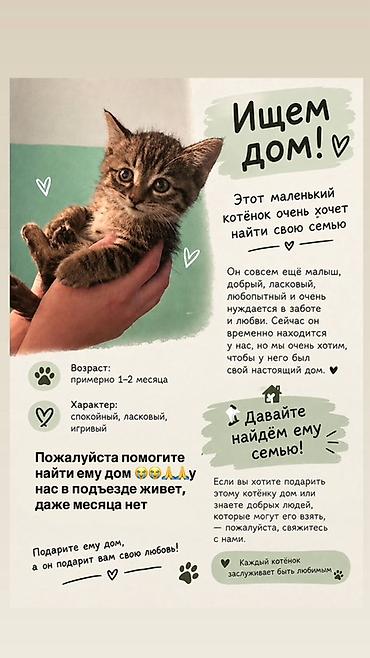 Отдам котёнка в добрые руки Маленький полосатый котёнок ищет семью at lalafo.kg Отдам котёнка в добрые руки Маленький полосатый котёнок ищет семью
