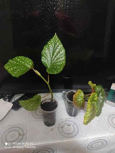 Другой декор и предметы интерьера: Распродажа по 300 сом и выше at lalafo.kg — 28 Другой декор и предметы интерьера: Распродажа по 300 сом и выше — 28