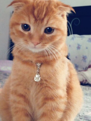 Отдам даром кошку: Кошка даром: Скотиш Фолд (Шотландская вислоухая), 5 месяцев, Мальчик, Проглистована