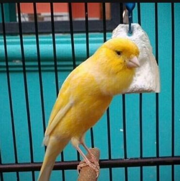 канарейка птица: Канарейки жёлтый поющий самец