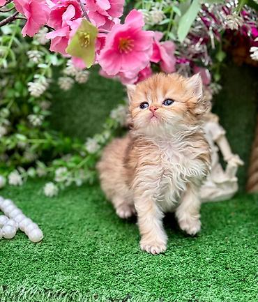 Кошки: Персидская, Самец, Самка, В добрые руки, Бесплатная доставка, Платная доставка, Доставка в районы — 9
